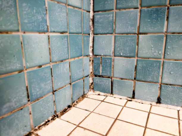 Mold Odor Removal Services in Hydro, OK